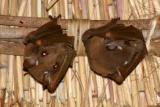 South Luangwa - Bats
