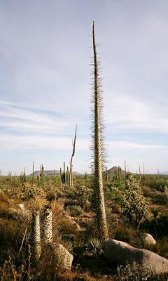 Central Desert Cacti