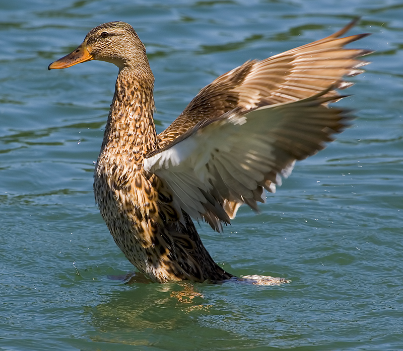 Winging it