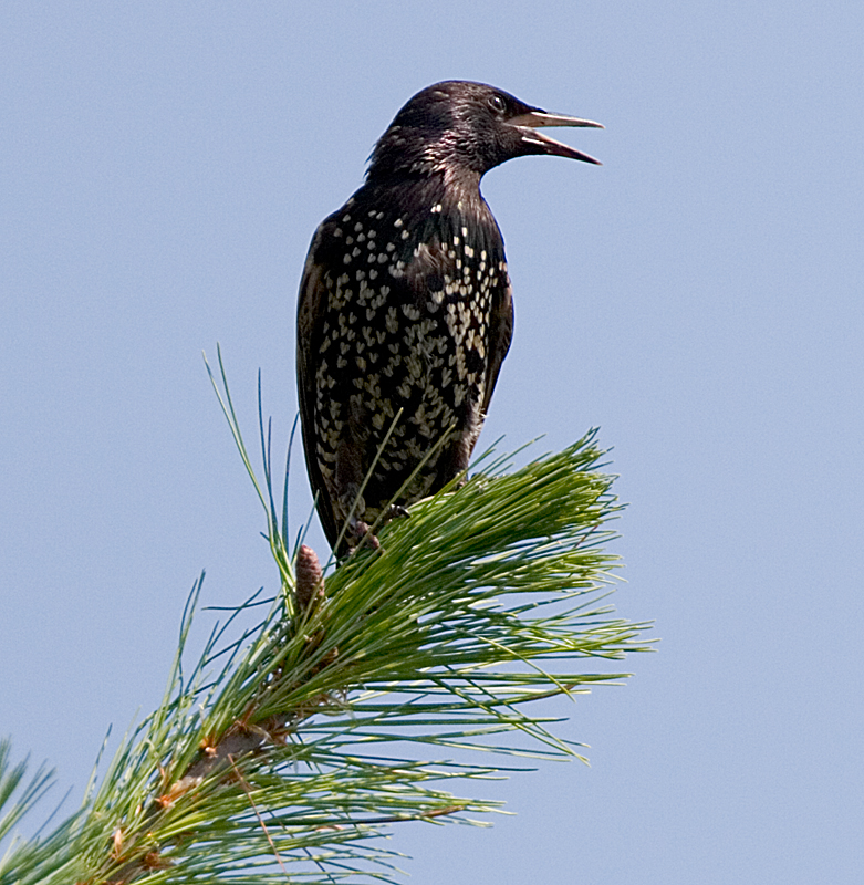 Starling