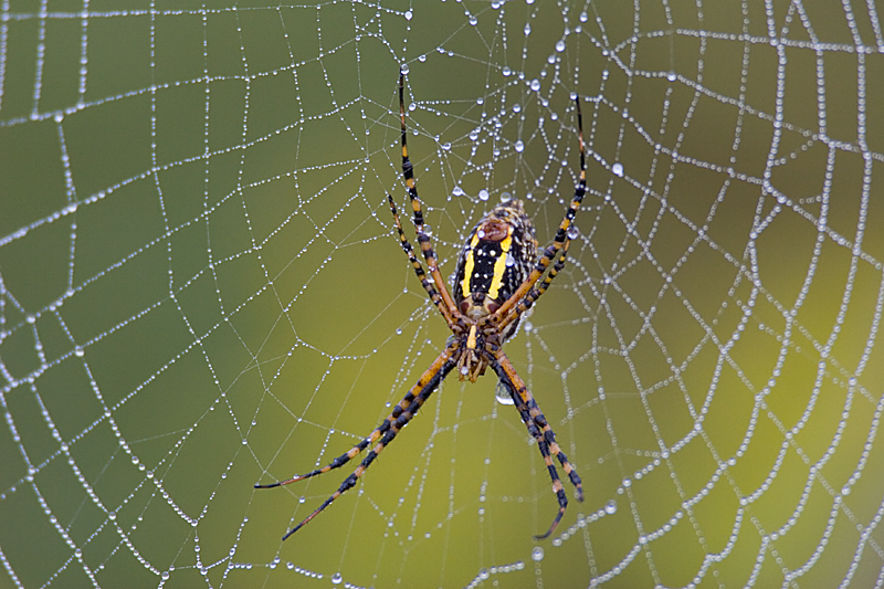 Wet web
