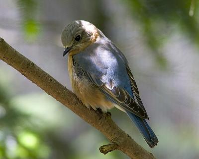 Female eastern bluebird