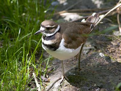 Killdeer