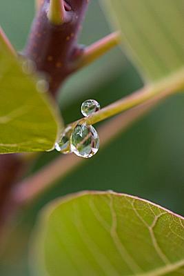 After the rain