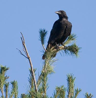 In the tree top