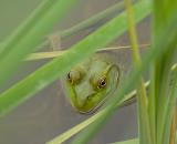 Green frog