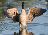 Wingspan