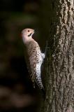 Flicker