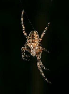 LC1O8547a_800.jpg