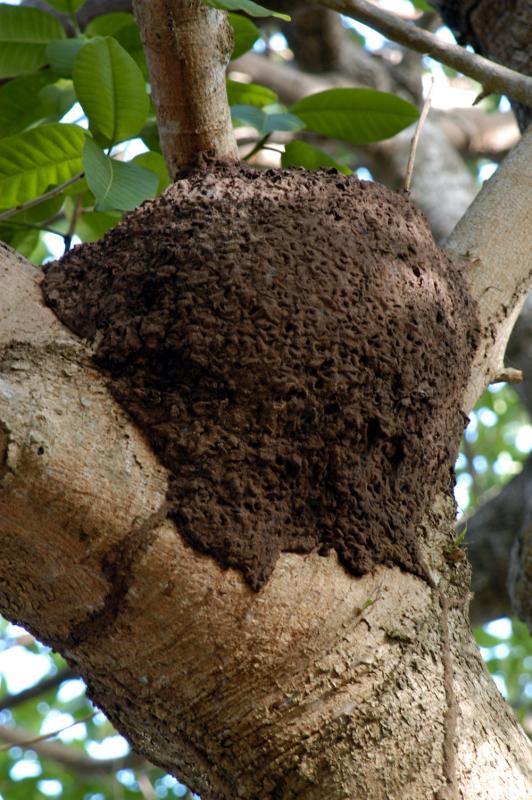 Aerial termite nest at Playa 6046