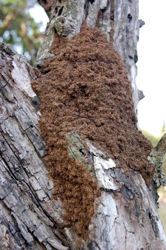 Fresh aerial termite nest 6064