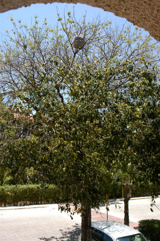 Playa del Carmen yellow jackets in tree 6365