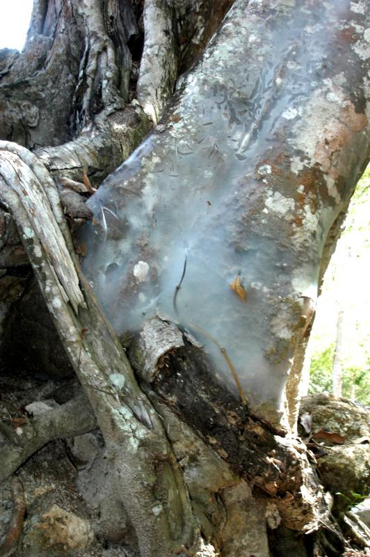 Coba sheet webbing on tree 6095