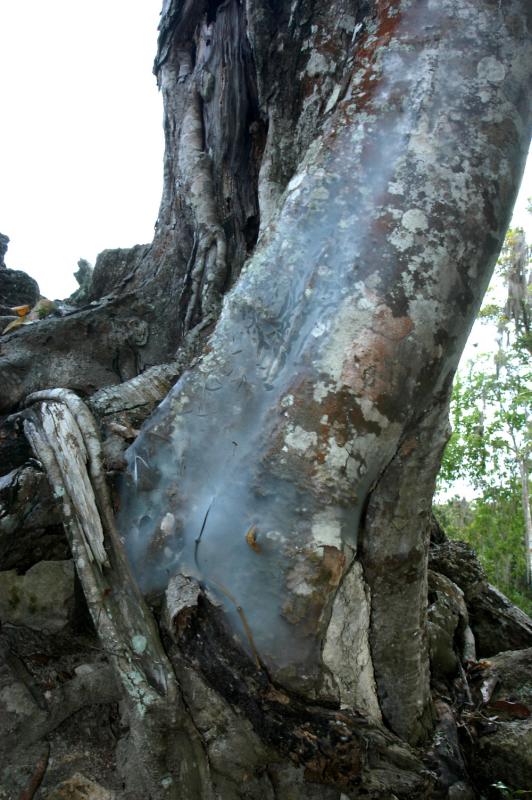Coba sheet webbing on tree 6096