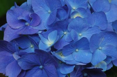 Hydrangea 3358