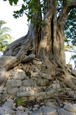 Tree in ruins 6060