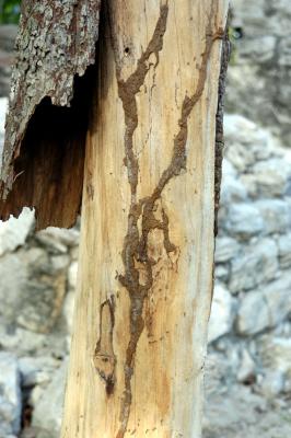Aerial termite tubes 6058