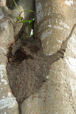 Active aerial termites 6069