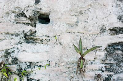 Bromiliad on Playa ruin 6370