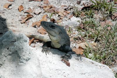 Playa del Carmen iguana 6371