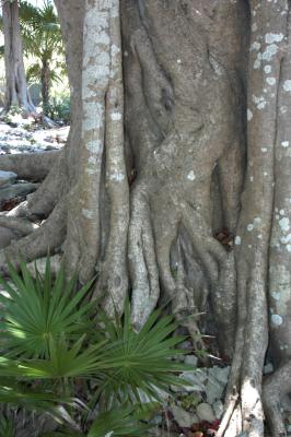 Tree at Playa ruin 6382