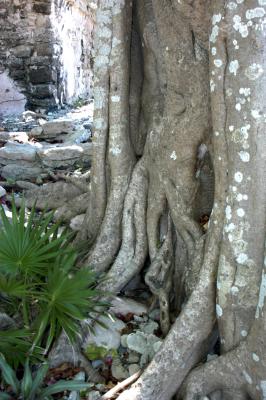 Tree at Playa ruin 2 6383