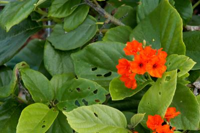 Tulum flowers 6254