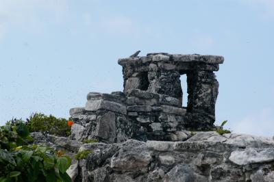 Tulum temple iguana 6266
