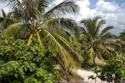 Tulum vegetation 2 6270