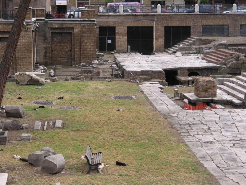 Archaeological site with feral cats