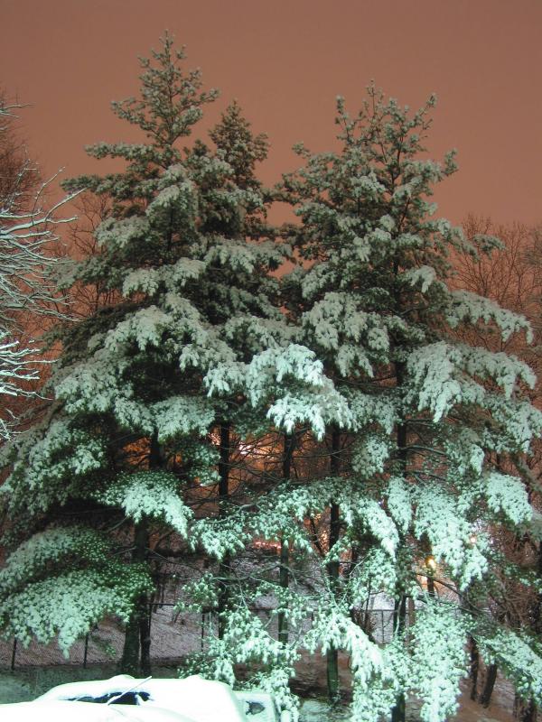 Trees with snow