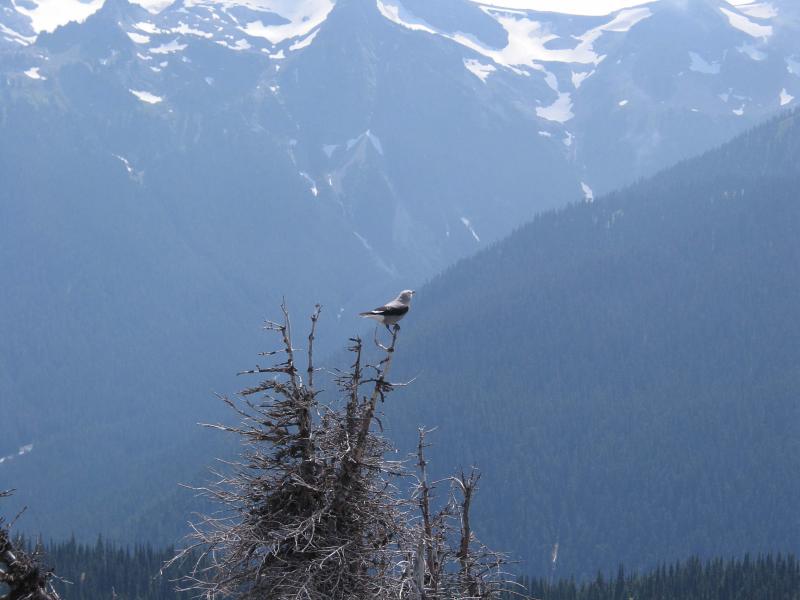bird
