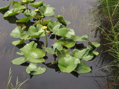 v3/31/529731/3/45279140.08473Lilypads.AutoNLNUnsharpMy11PwQ85.jpg