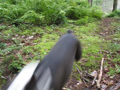 v3/31/529731/3/45584976.07361Fernsmossdogrunningby.jpg