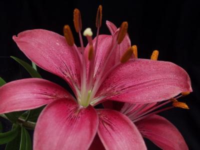 Lilium (Azucena)