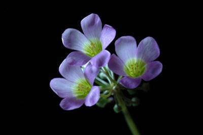 v3/31/534731/3/46100945.florsinnombre.jpg