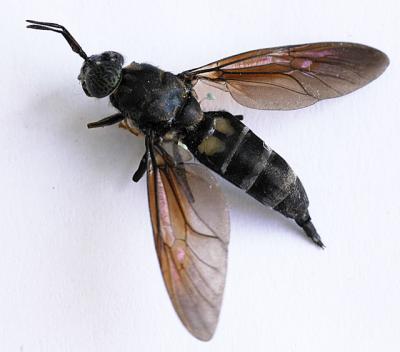 v3/31/534731/3/48422553.moscarara.jpg