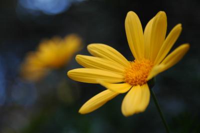 Flores amarillas