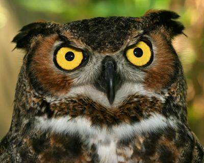 I said Horned Owl!   LOL