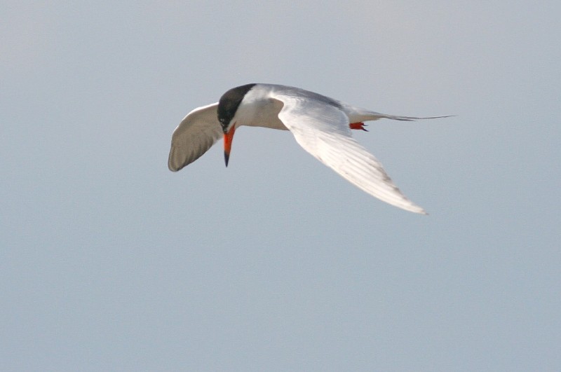 Forsters Tern.