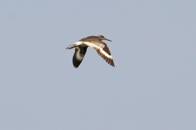 Willet (again.)