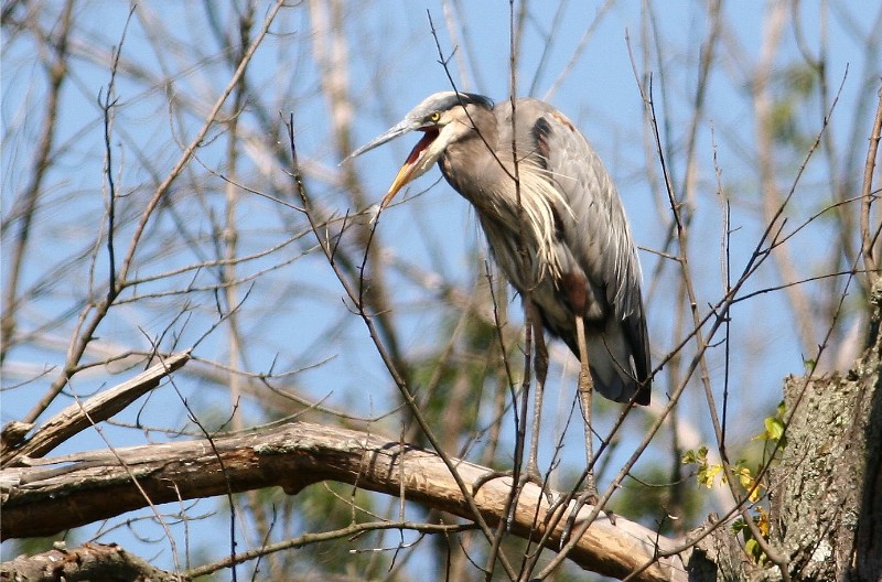 Great Blue Heron