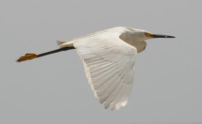 Snowy Egret in flight