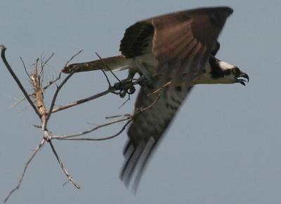 Osprey in flight