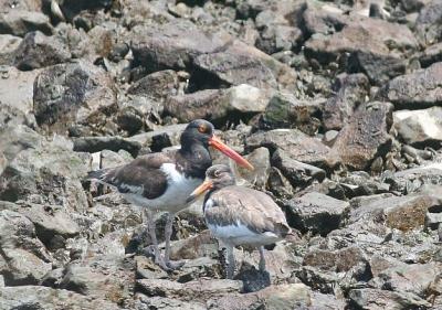 More of the Oystercatchers.