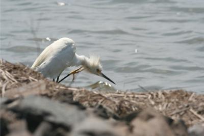 Snowy Egret