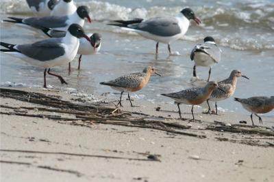 Red Knots with Laughing Gulls.