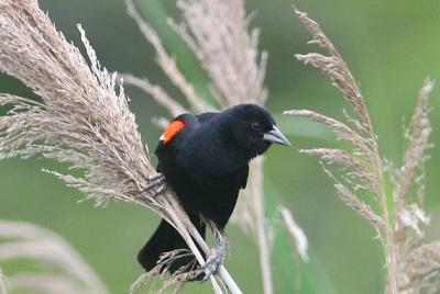 Red-winged Blackbird