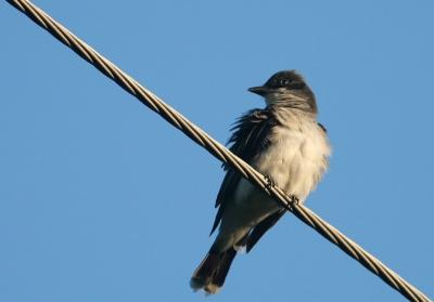 v3/31/565431/3/45786833.newkingbird.jpg