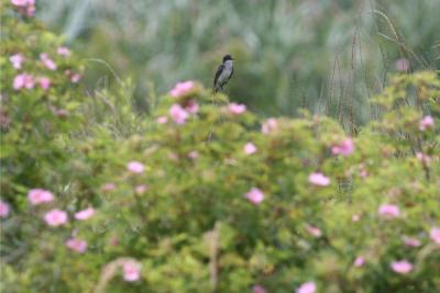 v3/31/565431/3/45787208.kingbirdroses.jpg